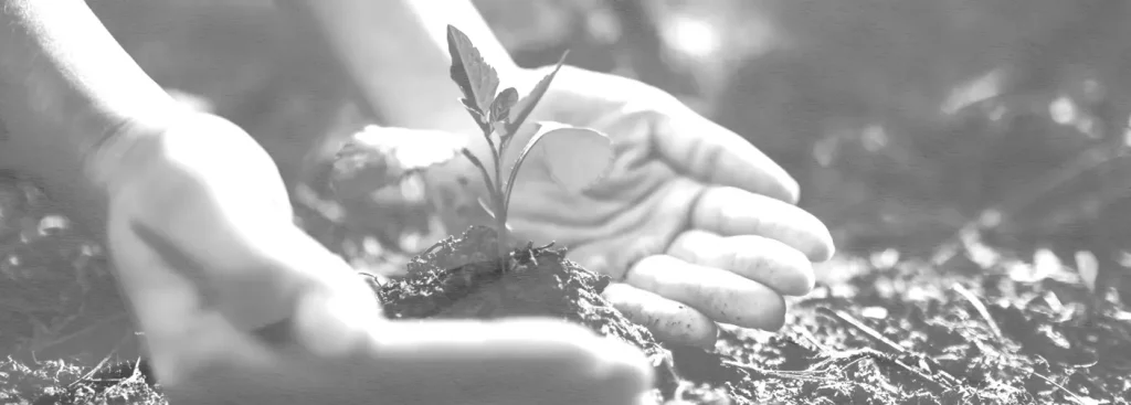 Nogih - Ethical Advantages of Vegan Chocolate